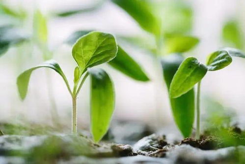 春耕與詩(shī)行 蘇軾筆下的春日農(nóng)業(yè)與人生況味