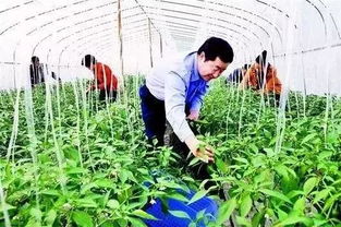 警惕！這6類(lèi)合作社不僅拿不到補(bǔ)貼，還可能面臨被取締風(fēng)險(xiǎn)