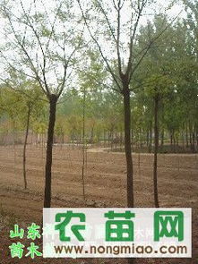 國(guó)槐熱銷(xiāo)市場(chǎng)探秘 8-10公分全冠土球國(guó)槐價(jià)格、廠(chǎng)商與選購(gòu)指南