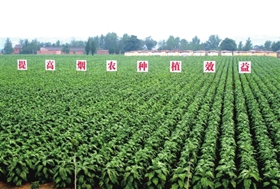 煙草業(yè) 用高質(zhì)量發(fā)展書(shū)寫(xiě)新時(shí)代答卷——農(nóng)業(yè)種植的轉(zhuǎn)型與擔(dān)當(dāng)
